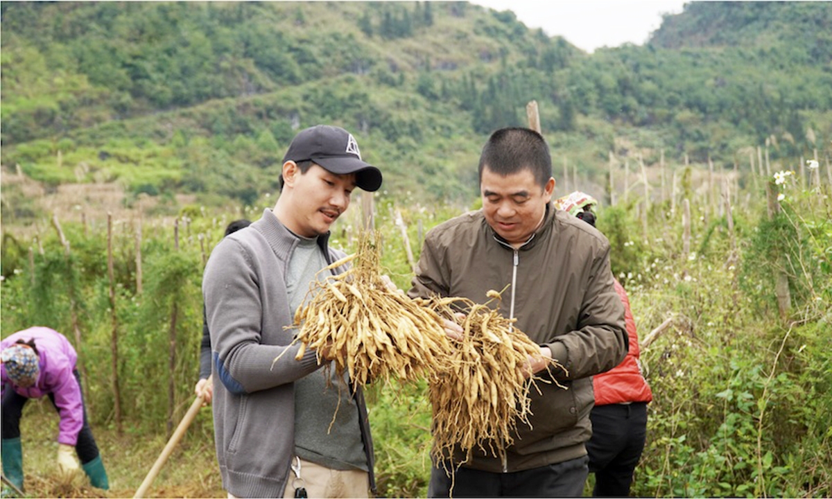 Huyện sẽ đẩy mạnh vai trò của các HTX, doanh nghiệp để hình thành chuỗi giá trị sản phẩm dược liệu.