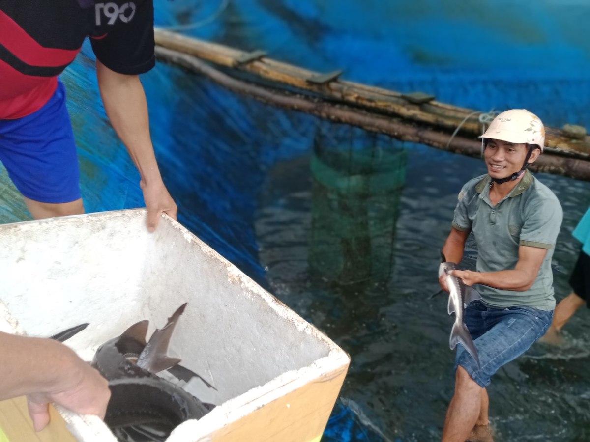 Mô hình nuôi cá tầm của HTX nông nghiệp và dịch vụ Sơn Tây đang gặp khó khăn về thị trường tiêu thụ.