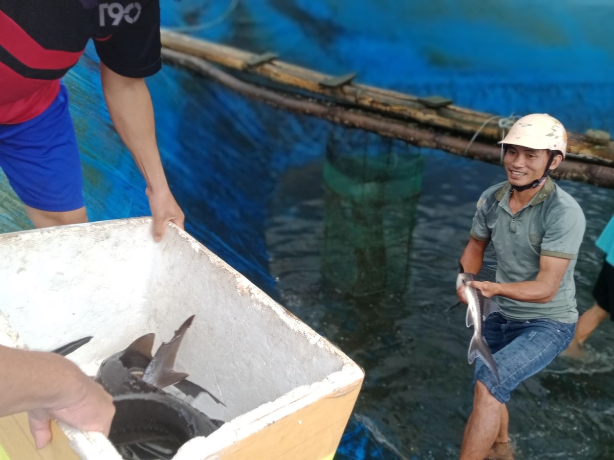 Mô hình nuôi cá tầm của HTX nông nghiệp và dịch vụ Sơn Tây đang gặp khó khăn về thị trường tiêu thụ.