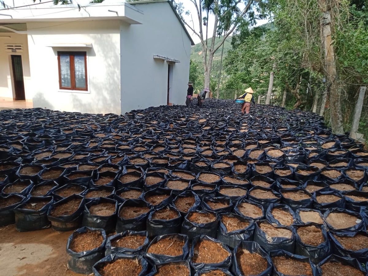 Mô hình trồng gừng của HTX Nông nghiệp và Dịch vụ Sơn Tây góp phần giúp cho bà con nông dân trên địa bàn huyện tăng thêm thu nhập, nhất là đối với các hộ gia đình nông dân nghèo và thiếu đất sản xuất…