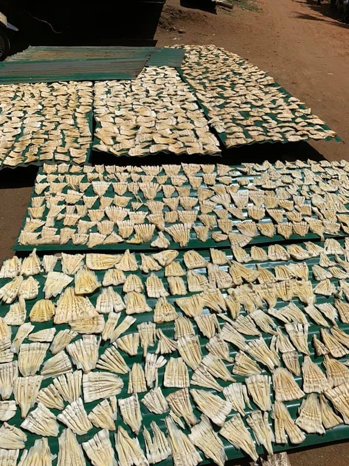 Sản phẩm măng nứa của một số HTX trên địa bàn huyện Sơn Tây đã đạt chứng nhận sản phẩm OCOP của tỉnh.