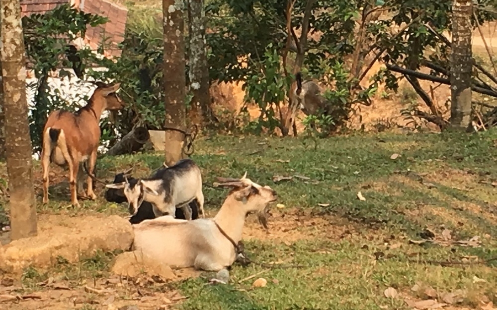 Mô hình chăn nuôi dê bản địa sinh sản nhân rộng phát huy hiệu quả góp phần thực hiện mục tiêu giảm nghèo bền vững, hạn chế tái nghèo trên địa bàn huyện Sơn Tây.