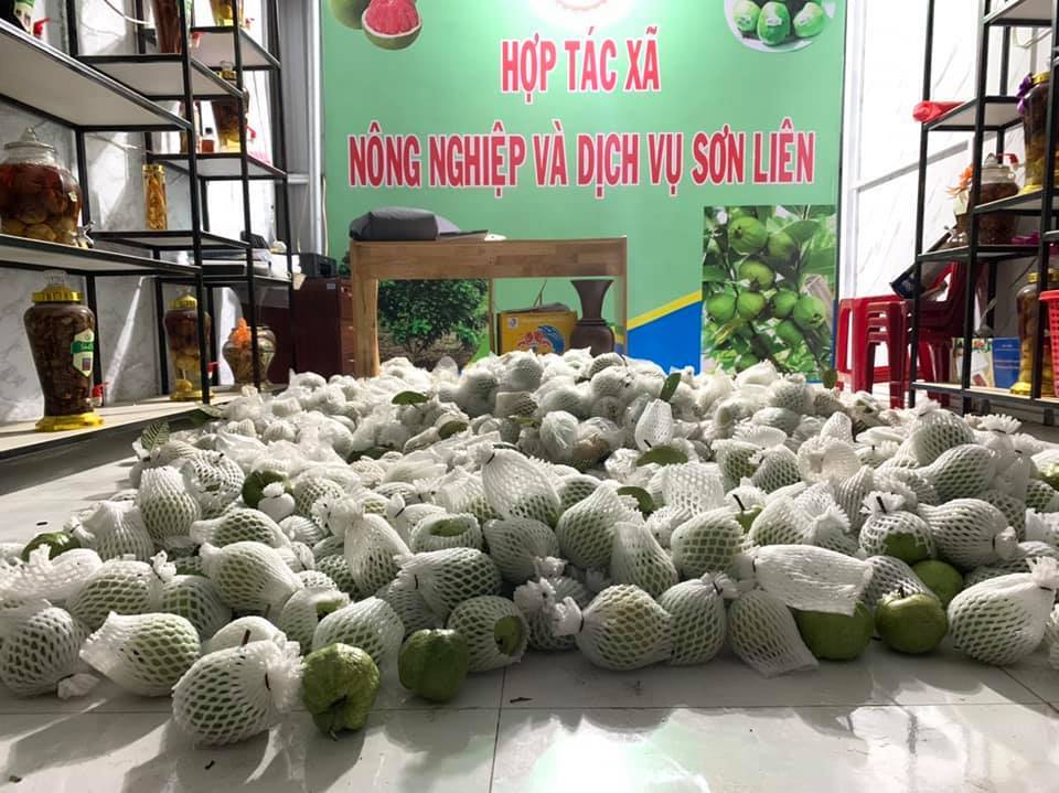 Sản phẩm ổi Soli của HTX Nông nghiệp và Dịch vụ Sơn Liên được chứng nhận VietGAP.