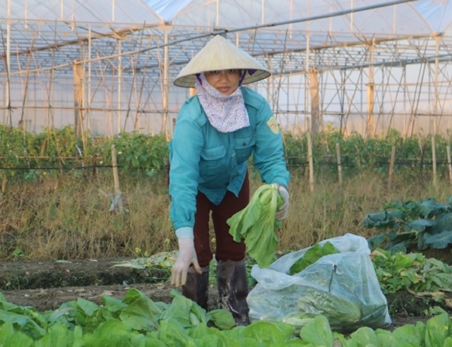 Áp dụng sản xuất rau VietGAP giúp nâng cao chất lượng môi trường.