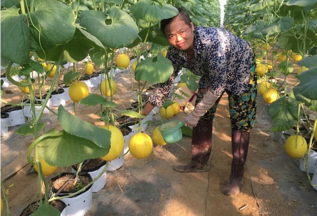 Trồng dưa trong nhà màng giúp hạn chế tác động của môi trường, nên giảm lượng thuốc bảo vệ thực vật.