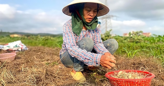 Nhiều hộ nông dân, thành viên HTX Nghi Lâm ăn nên làm ra nhờ trồng hành tăm.