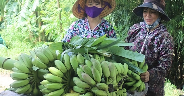 Chuối tây Thái Lan được HTX trồng theo quy trình sạch, đạt năng suất cao, đẹp mẫu mã.