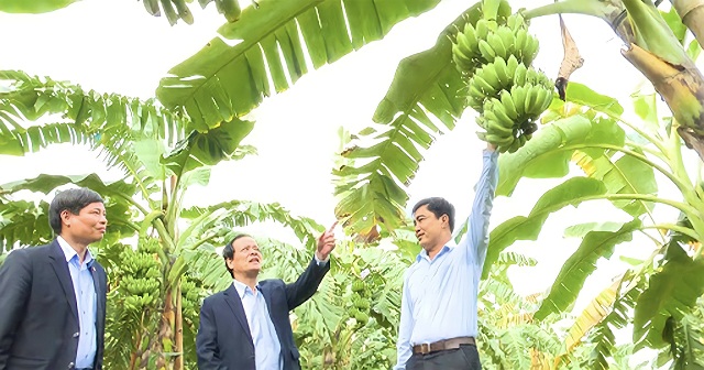 Mô hình trồng chuối tây Thái Lan trên bờ, bên dưới thả cá mang lại hiệu quả cao cho nhiều thành viên HTX Vĩnh Lại.