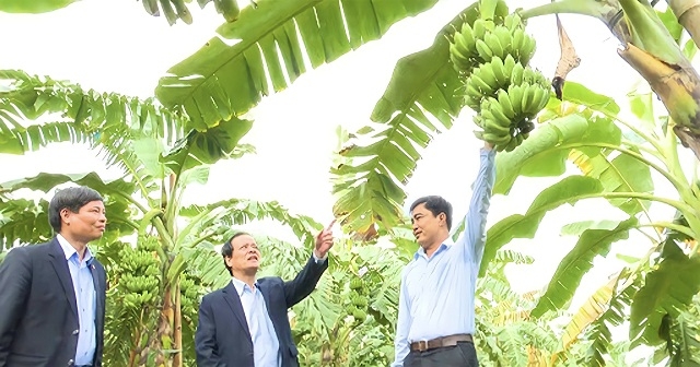 Mô hình trồng chuối tây Thái Lan trên bờ, bên dưới thả cá mang lại hiệu quả cao cho nhiều thành viên HTX Vĩnh Lại.