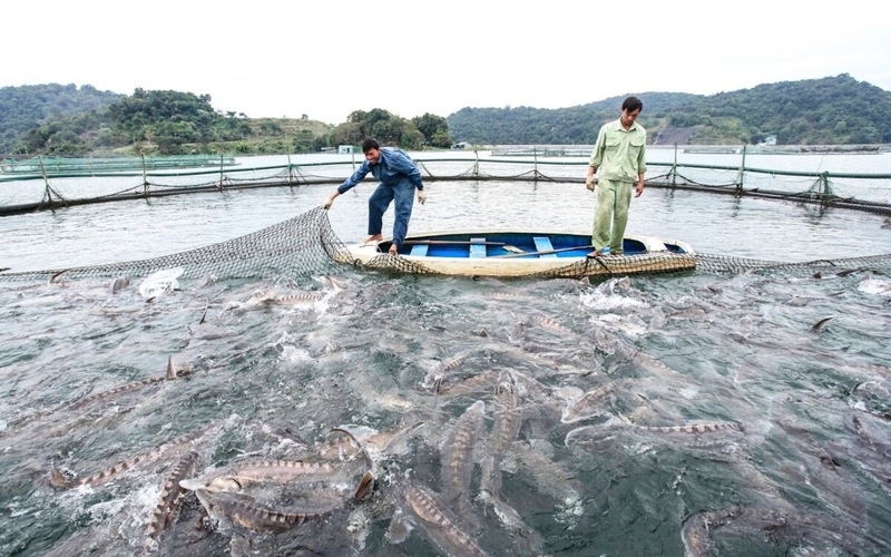 Mô hình nuôi cá lồng của THT thủy sản Mường Trai đã đem lại hiệu quả tích cực cho thu nhập của người dân.