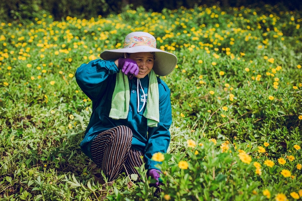 Thành viên HTX Trường Sơn thu hoạch dược liệu.