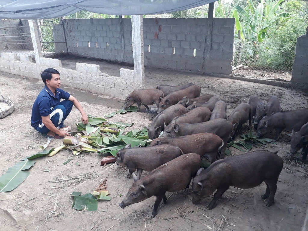 Nhờ được hỗ trợ sinh kế với hoạt động chăn nuôi đã giúp bà con Hrê ở Quảng Ngãi giảm nghèo căn cơ.