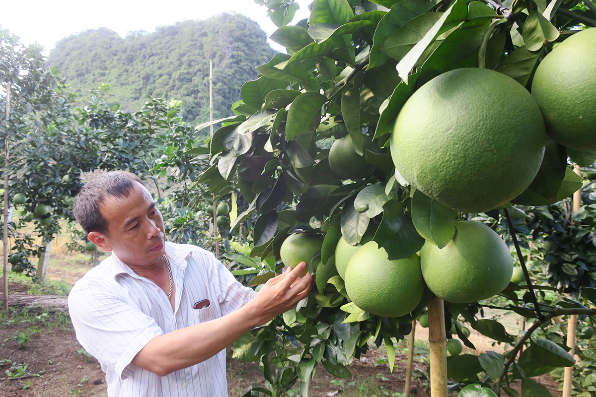Sản xuất khoa học, an toàn sinh thái là chìa khóa để người nông dân làm giàu bền vững (Ảnh TL).