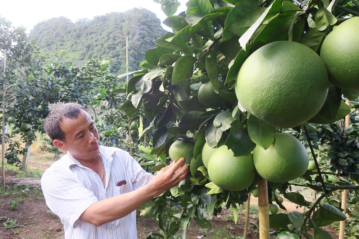 Sản xuất khoa học, an toàn sinh thái là chìa khóa để người nông dân làm giàu bền vững (Ảnh TL).