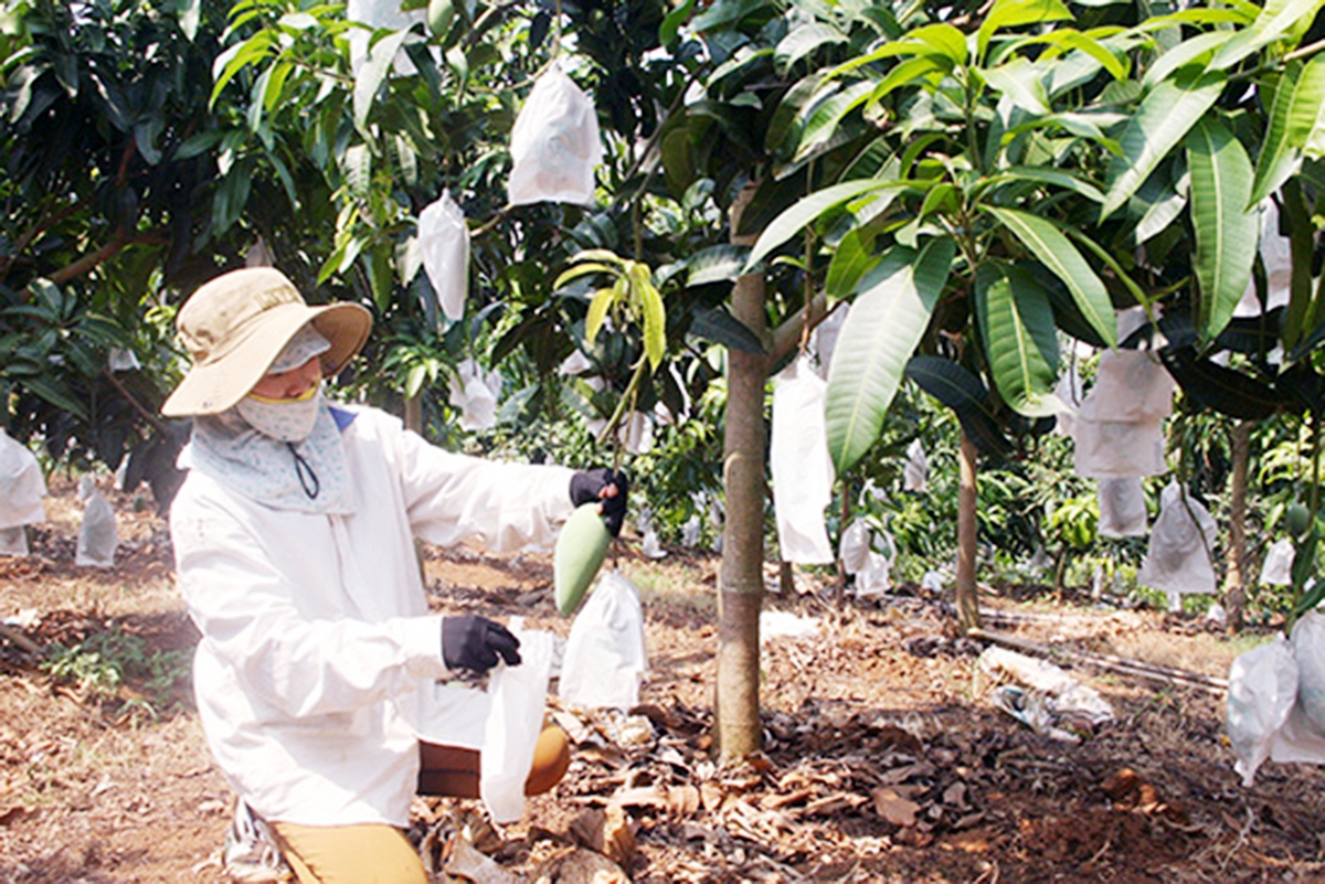 HTX Ngọc Lan đang tích cực hoàn thiện quy trình sản xuất khoa học theo hướng hữu cơ, VietGAP (Ảnh TL).