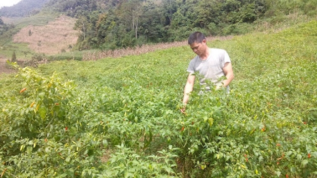 Hiệu quả từ cây ớt ở huyện Mường Khương.