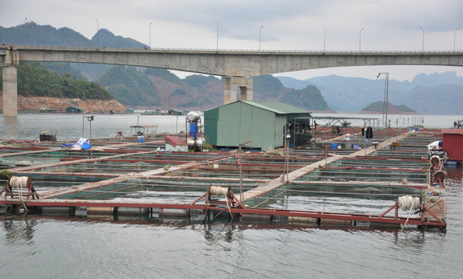 Hàng trăm lồng cá trên lòng hồ thủy điện đã giúp cho người dân thu nhập hàng trăm triệu đồng mỗi năm.