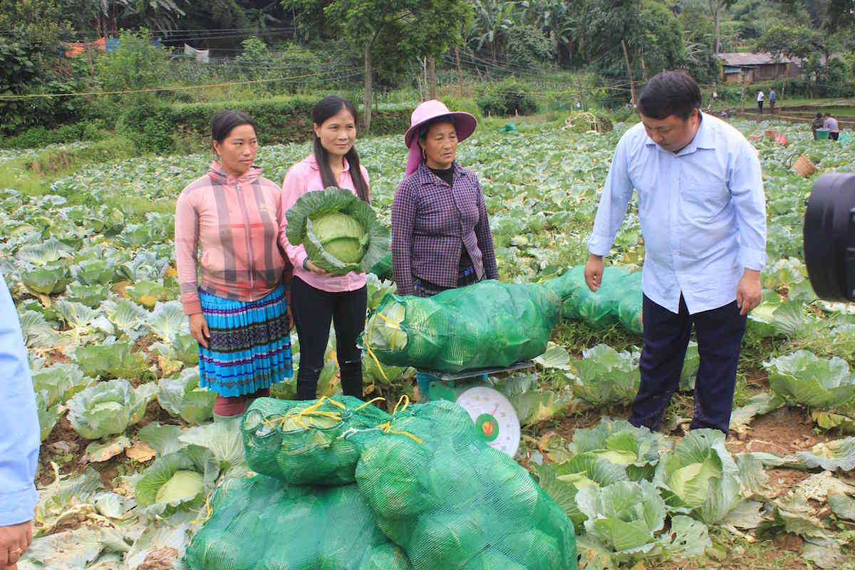 Đẩy mạnh liên kết sản xuất, trồng rau trái vụ.