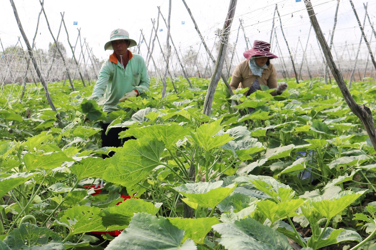 Các giải pháp hỗ trợ sẽ được huyện đẩy mạnh nhằm giúp nông dân phát triển sản xuất, ứng phó biến đổi khí hậu, dịch bệnh.