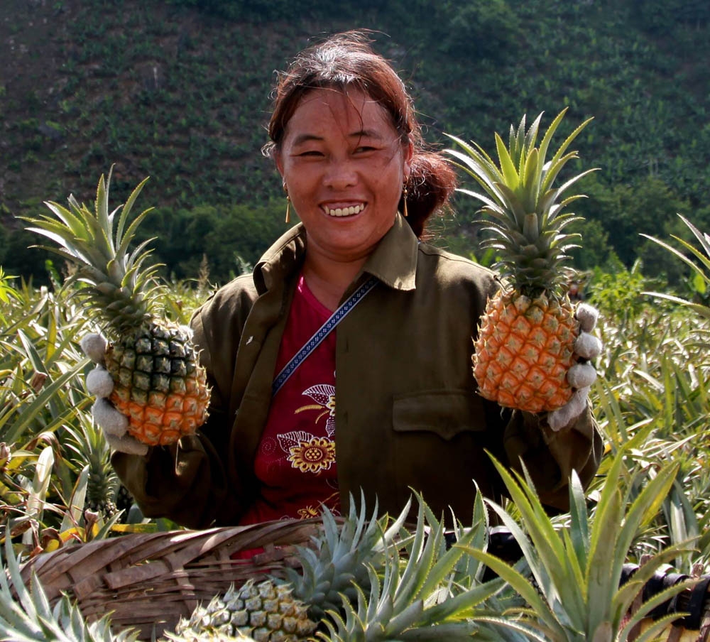 Huyện Mường Khương đã tạo được vùng nguyên liệu lớn đối với các loại cây như: chè, dứa, chuối, quýt, gạo Séng Cù, ớt,…