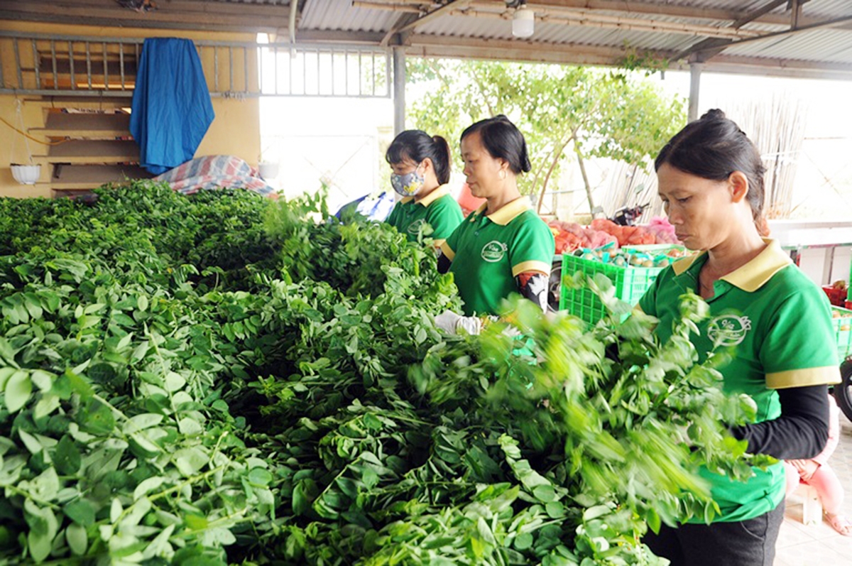 Các HTX đóng vai trò quan trọng trong xây dựng nông thôn mới huyện Yên Lạc (Ảnh TL).