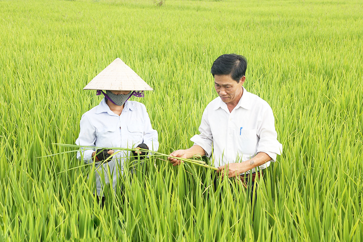 Bình Lục đang đẩy mạnh hoàn thiện cơ cấu tổ chức sản xuất để xây dựng nông thôn mới kiểu mẫu (Ảnh BHN).