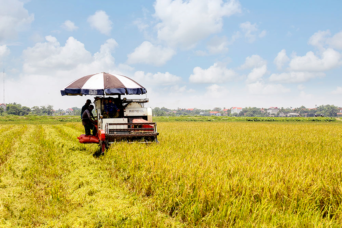 Nông nghiệp, nông thôn huyện Bình Lục sẽ được thúc đẩy theo hướng phát triển nhanh và bền vững (Ảnh BHN).