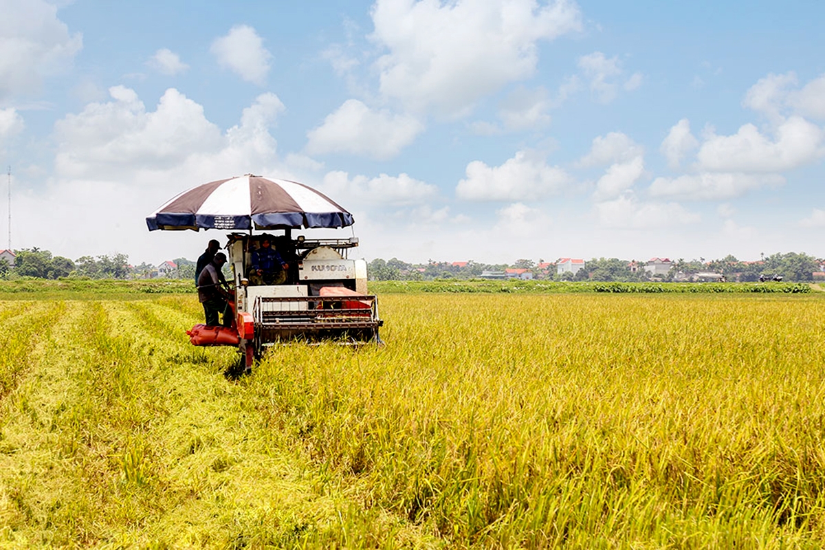 Nông nghiệp, nông thôn huyện Bình Lục sẽ được thúc đẩy theo hướng phát triển nhanh và bền vững (Ảnh BHN).