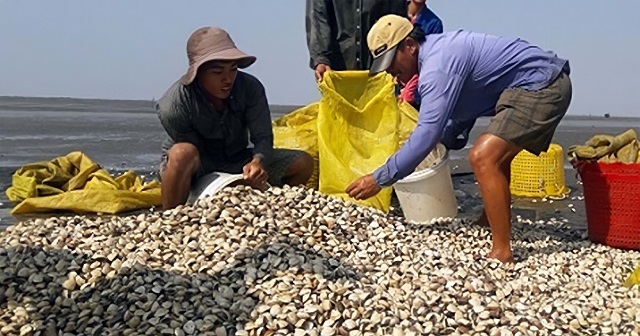 Các thành viên HTX đang sàng lựa nghêu lớn để bán cho thương lái, còn nghêu nhỏ tiếp tục thả nuôi