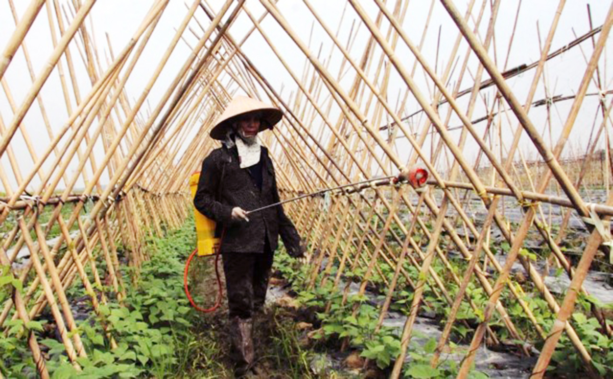 Các nghề nông nghiệp cũng được huyện chú trọng đào tạo, nâng cao kỹ thuật cho người nông dân (Ảnh TL).