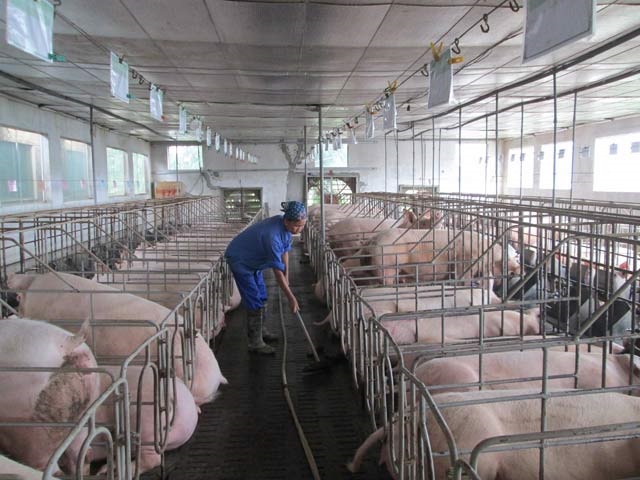 Chuồng trại được dọn dẹp thường xuyên để bảo đảm vệ sinh môi trường.