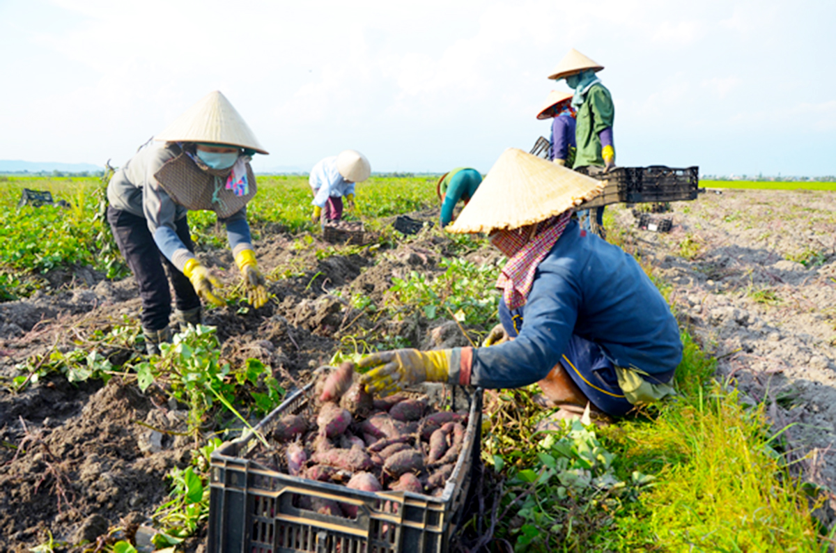 Các cây trồng thế mạnh đang mang lại thu nhập ổn định cho người dân tộc thiểu số ở Mai Châu.