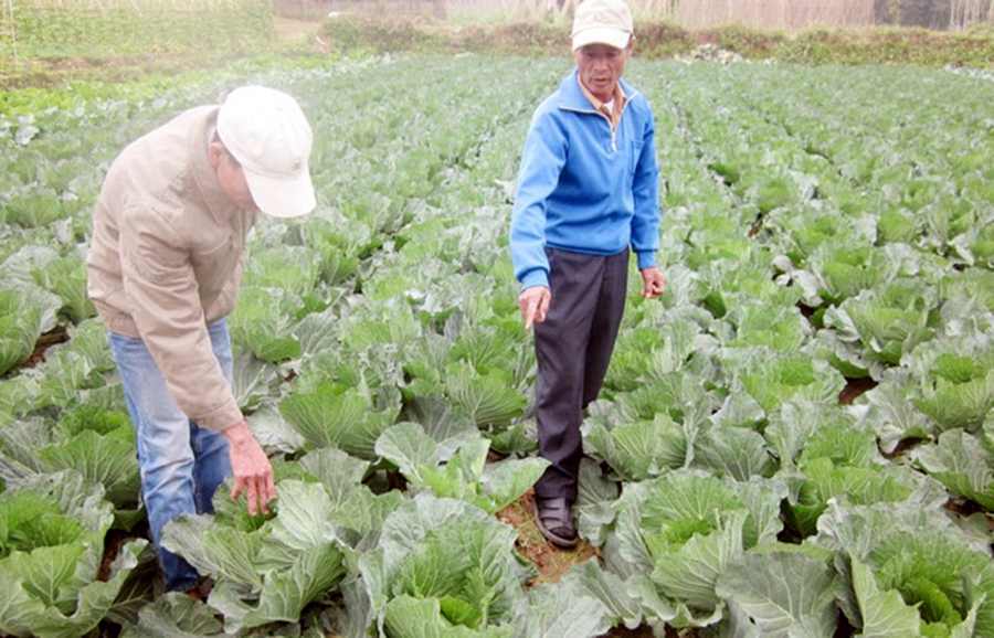 Các HTX đang cho thấy những ưu điểm vượt trội tại các địa phương có đông đồng bào dân tộc thiểu số như Mai Châu.