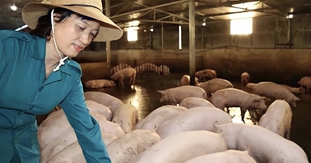 Khu nuôi lợn của HTX được bố trí bài bản, phù hợp với từng độ tuổi.