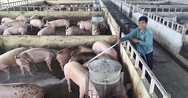 Chăn nuôi theo hướng an toàn khép kín, trang trại lợn ở HTX Minh Thuận đảm bảo hiệu quả kinh tế và giảm thiểu ô nhiễm môi trường.