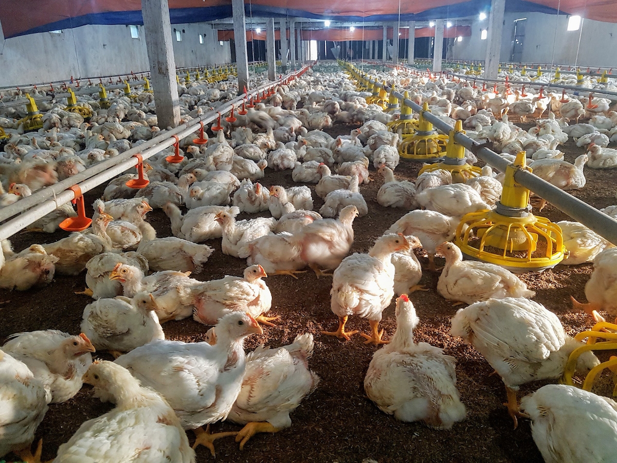 Giá gà lông trắng xuống thấp khiến người chăn nuôi không dám tái đàn.