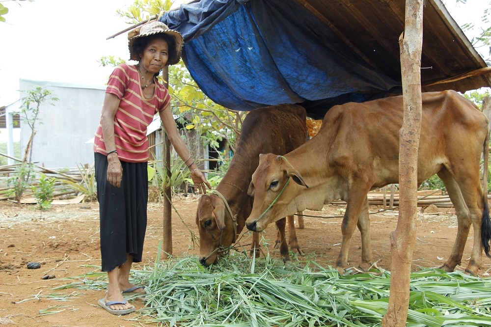 Hỗ trợ bò cho người Stiêng phát triển kinh tế là hướng đi hiệu quả ở Hớn Quản.