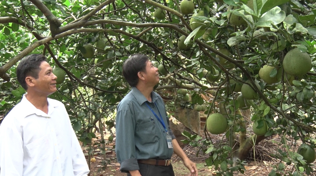 Chuyển đổi cây trồng mang lại hiệu quả cao giúp đồng bào dân tộc thiểu số ở Định Quán vươn lên làm giàu.