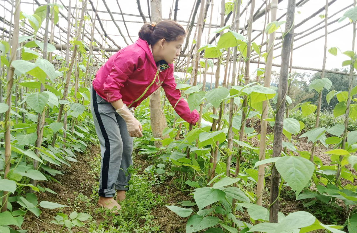 Sản xuất hữu cơ giúp thành viên HTX Bình Minh nâng cao chất lượng rau, đỗ (Ảnh TL).