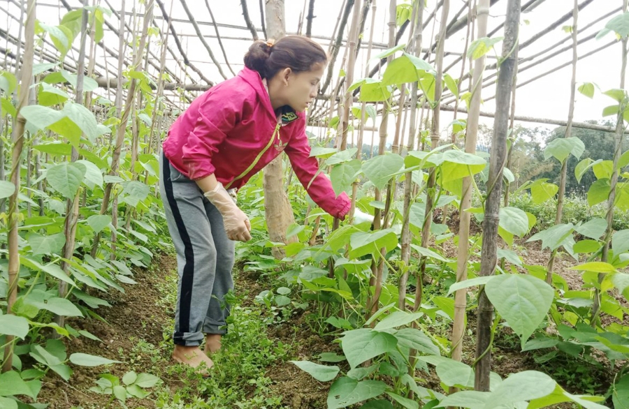 Sản xuất hữu cơ giúp thành viên HTX Bình Minh nâng cao chất lượng rau, đỗ (Ảnh TL).
