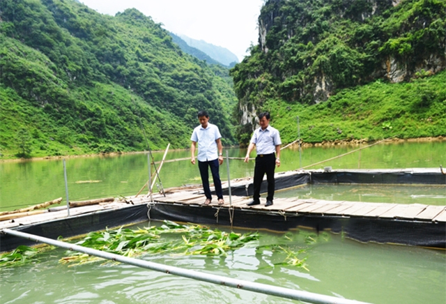 Nuôi cá lồng trên lòng hồ thủy điện Nho Quế 3 đã giúp nhiều thành viên HTX Châu Kiệt vươn lên thoát nghèo.