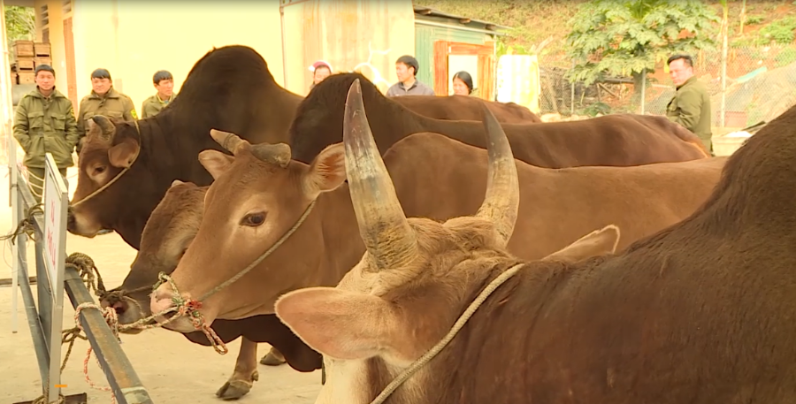 Mô hình chăn nuôi bò đã giúp nhiều thành viên HTX Tả Lủng vươn lên thoát nghèo