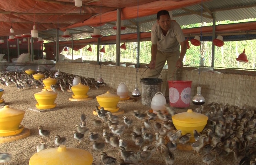 Mô hình chăn nuôi gà của HTX Tân Hưng giúp đồng bào S'tiêng thấy được vai trò của mô hình kinh tế hợp tác.