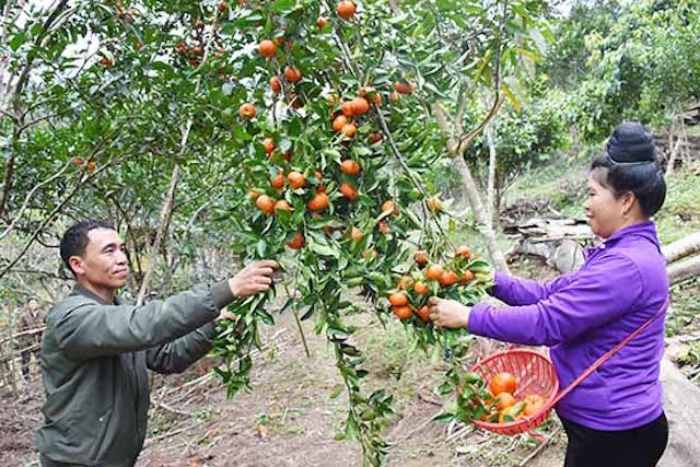 Người dân ở Nậm Lạnh trồng cây có múi cho thu nhập hàng chục triệu đồng/năm.