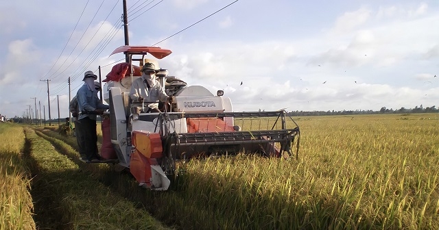 Nhờ liên kết tiêu thụ, lúa giống các thành viên sản xuất không lo đầu ra.