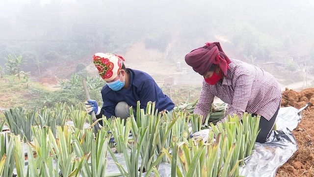 Từ các chương trình chính sách về giảm nghèo cho vùng đồng bào dân tộc thiểu số, huyện Sốp Cộp đã vận động bà con chuyển đổi từ cây trồng ít năng suất, chất lượng sang cây trồng có giá trị kinh tế cao.