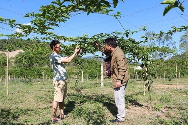 Mô hình trồng chanh leo ở Dồm Cang cho hiệu quả kinh tế cao.