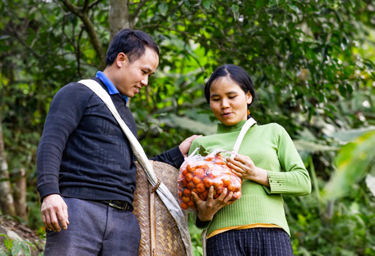 Quýt hoi đang là nông sản thế mạnh, mang lại giá trị kinh tế ổn định cho người dân Bá Thước.