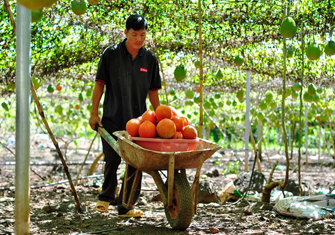 Các HTX đang đóng góp tích cực trong phát triển kinh tế huyện Bá Thước.