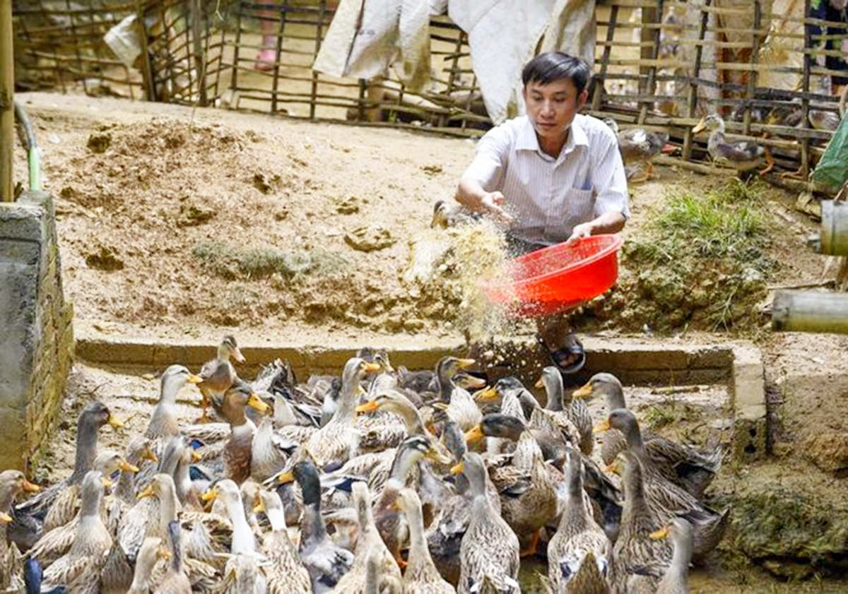 HTX là điểm tựa sản xuất, vươn lên thoát nghèo, làm giàu của người nông dân.